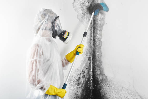 Best Environmental Consulting for Mold Prevention  in Pimlico, SC